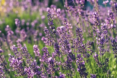 Closeup view of beautiful lavender in field on sunny day