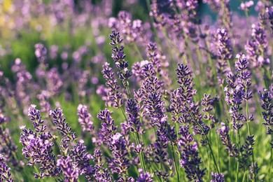 Photo of Closeup view of beautiful lavender in field on sunny day