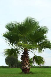 Photo of Beautiful view of palm tree against blue sky. Tropical plant