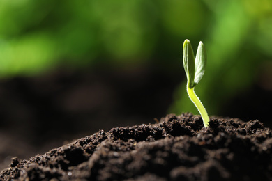 Photo of Little green seedling growing in soil, closeup. Space for text