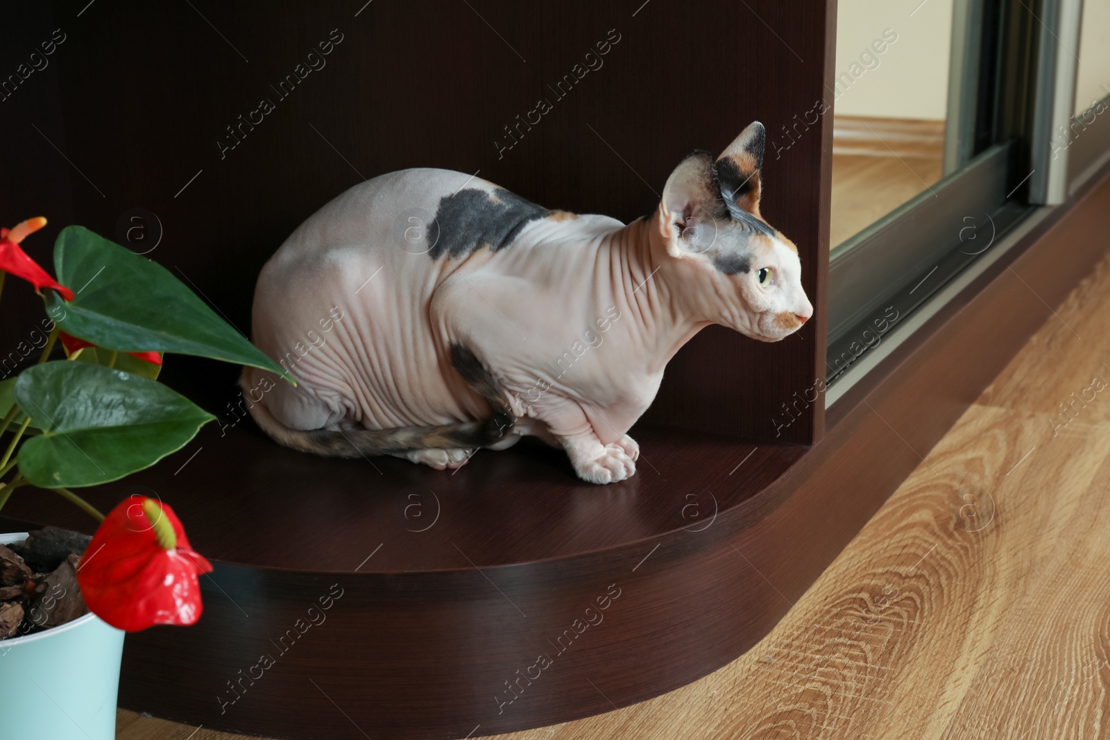 Photo of Calico Sphynx cat relaxing at home. Cute pet