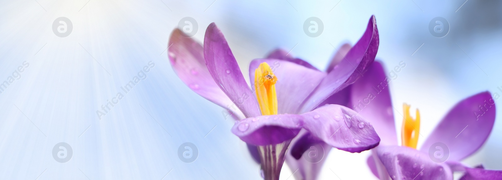 Image of Beautiful purple crocus flowers growing outdoors, closeup view with space for text. Banner design 