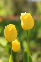 Photo of Beautiful yellow tulips growing outdoors on sunny day, closeup