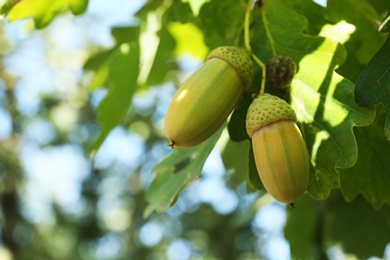 Photo of Closeup view of oak with green leaves and acorns outdoors