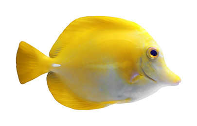Image of Beautiful bright tropical fish on white background