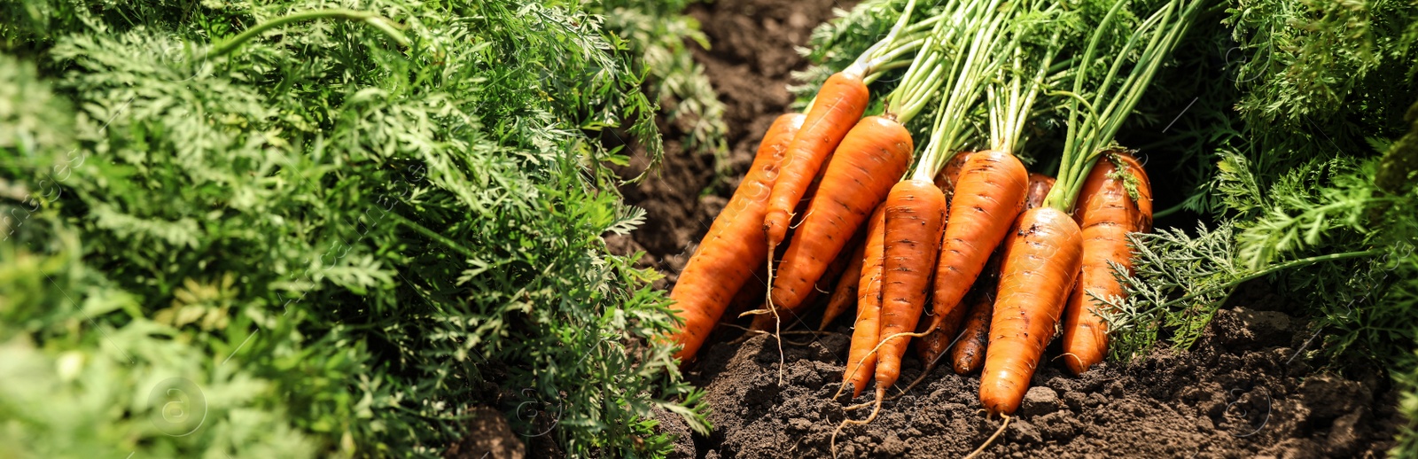 Image of Pile of fresh ripe carrots on field. Banner design 