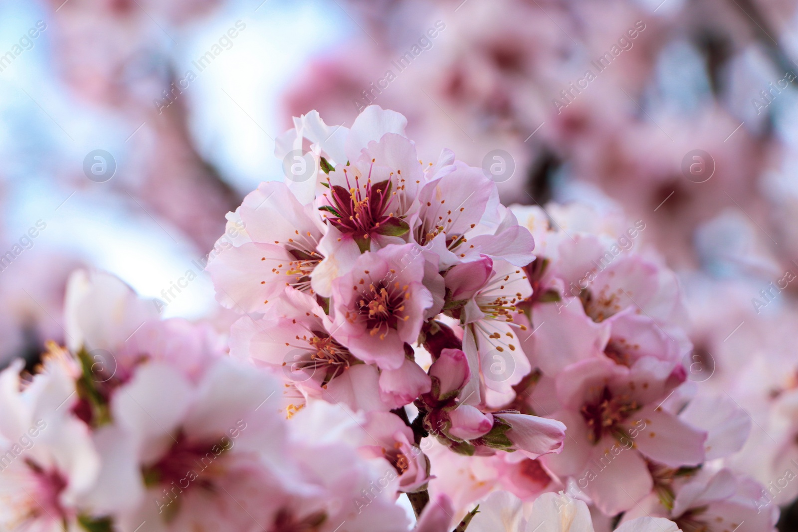 Photo of Delicate spring pink cherry blossoms on tree outdoors, closeup