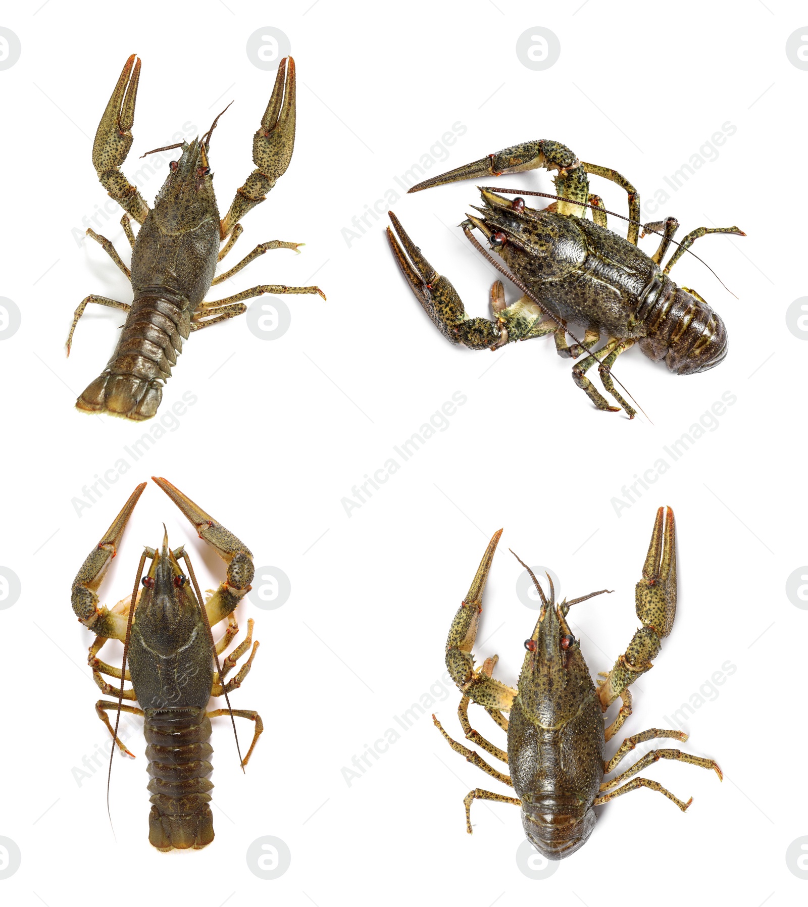 Image of Set of fresh crayfishes on white background, top view