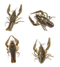 Set of fresh crayfishes on white background, top view