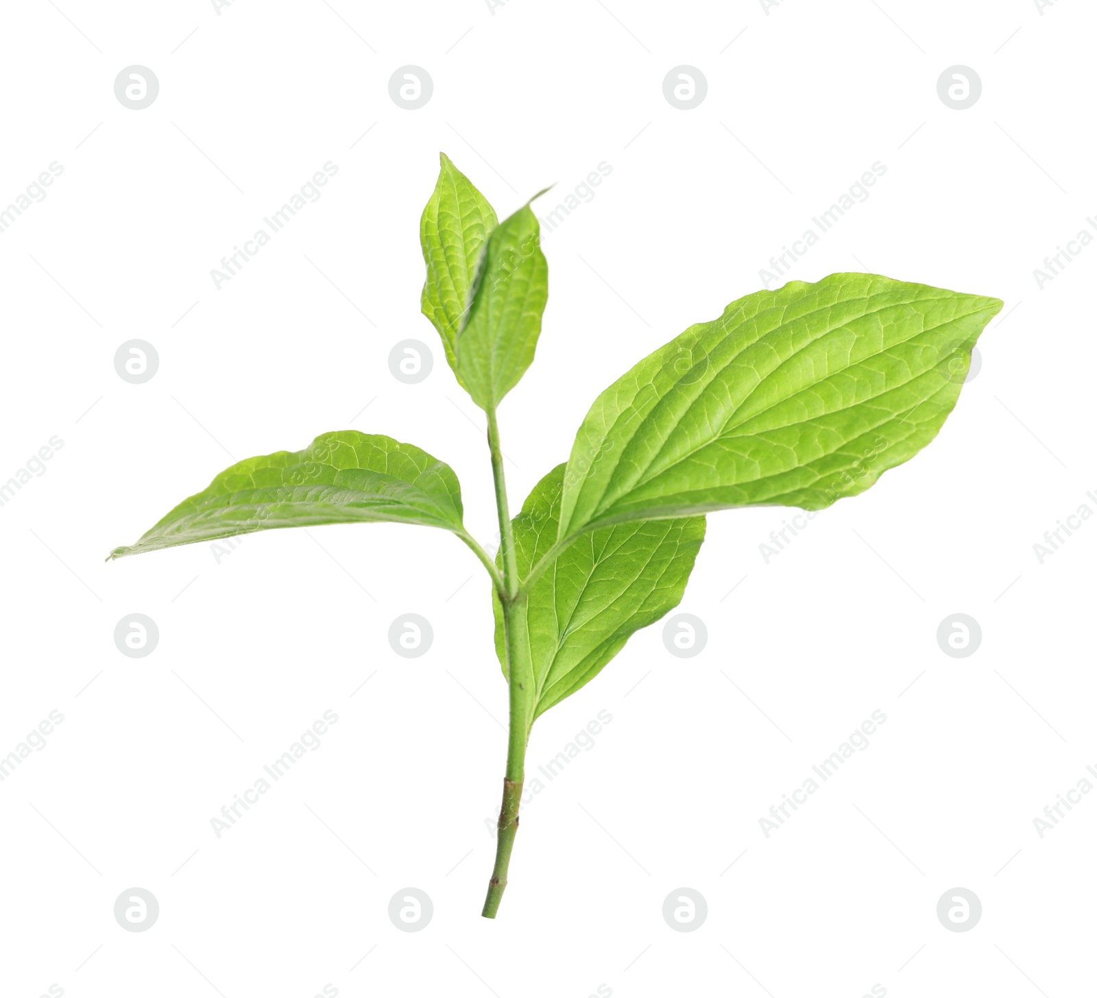 Photo of Branch with green leaves on white background