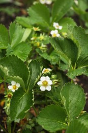 Beautiful blooming strawberry plants with water drops growing in soil, closeup