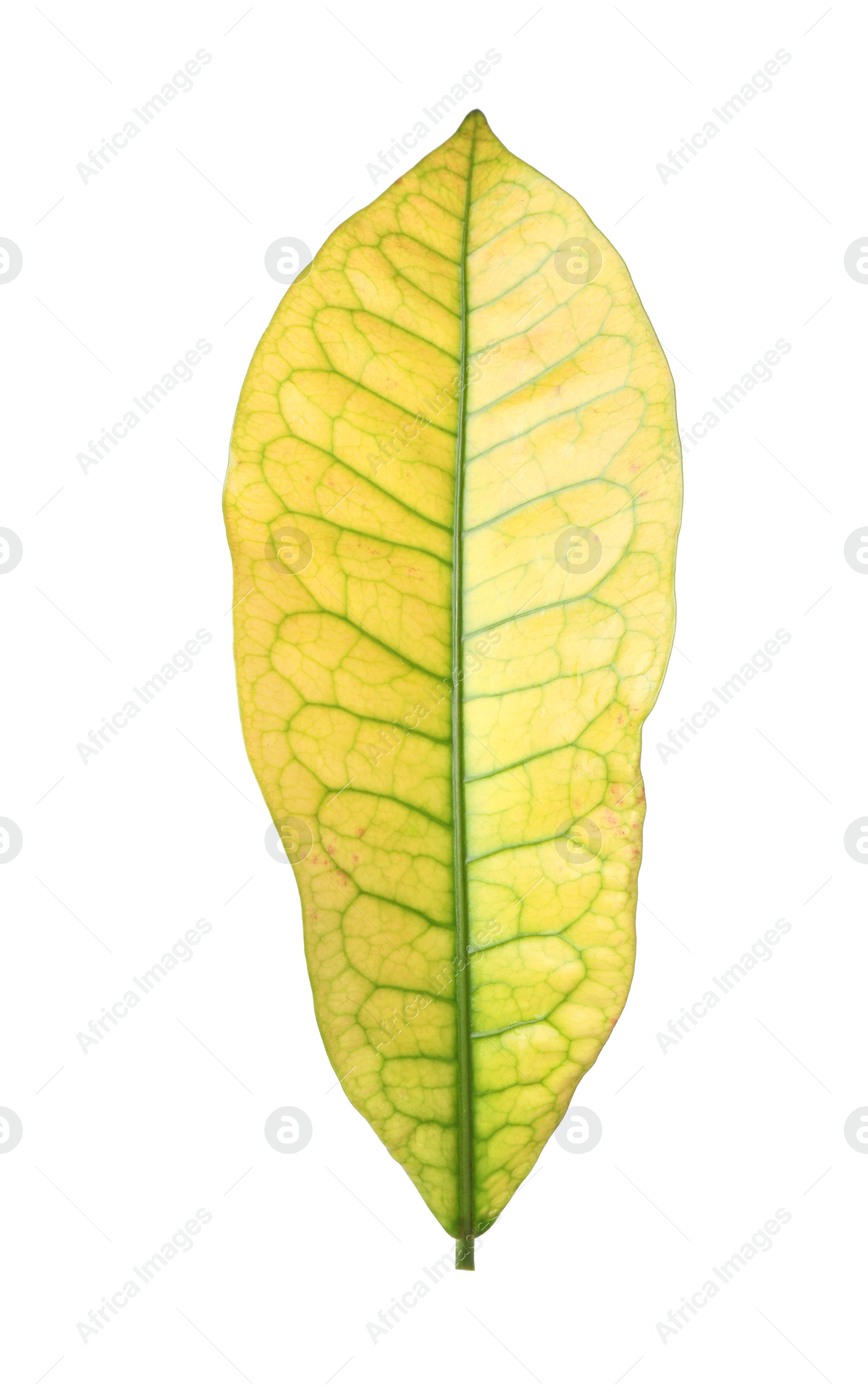 Photo of Leaf of tropical codiaeum plant on white background