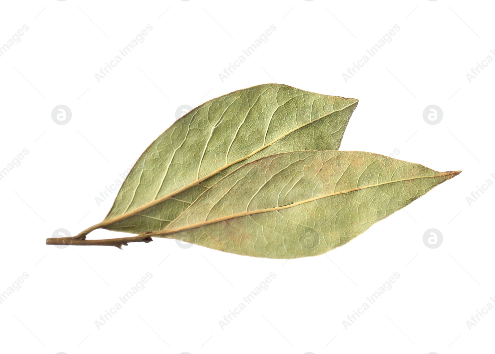 Photo of Two aromatic bay leaves on white background