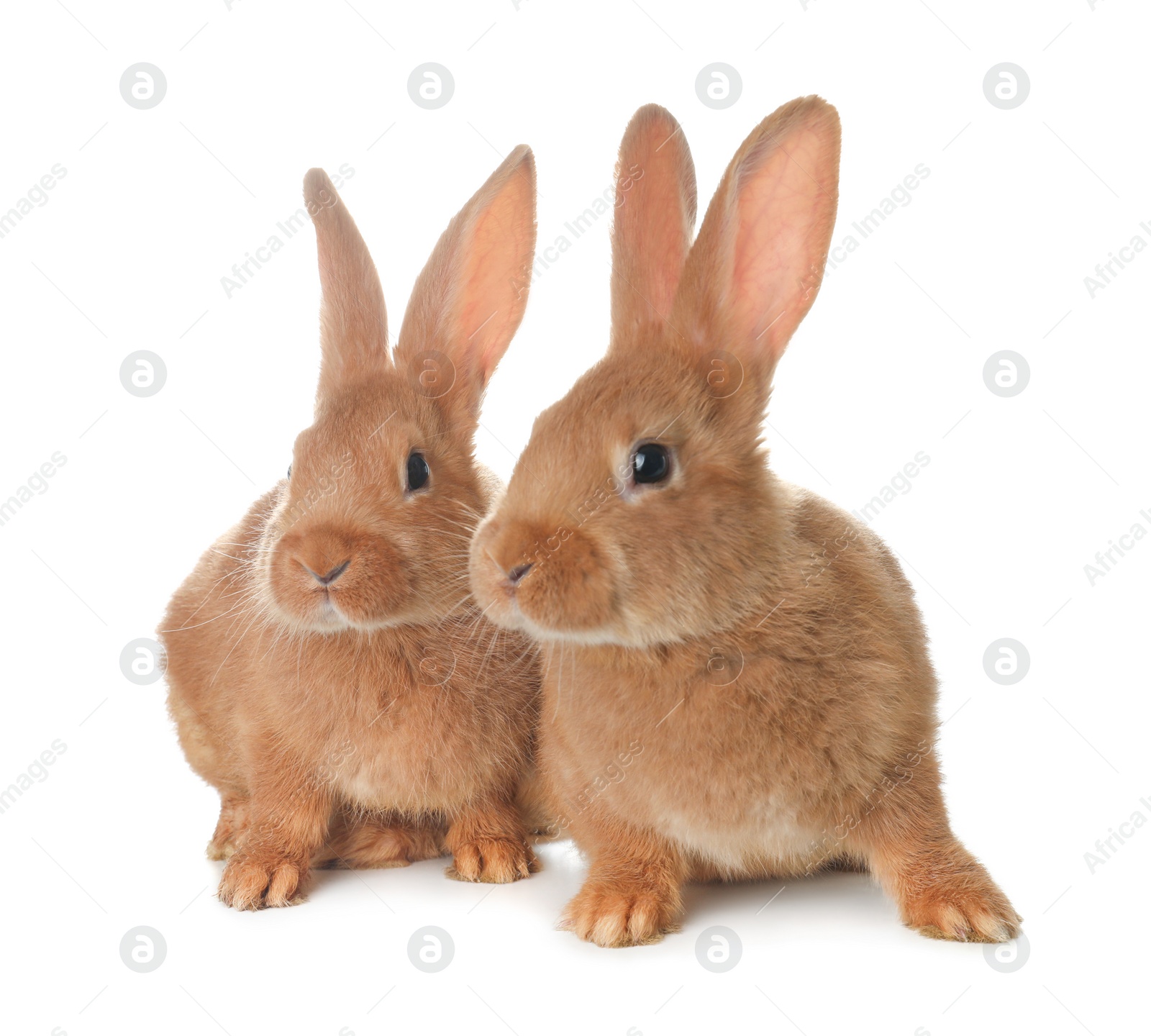 Photo of Cute bunnies isolated on white. Easter symbol