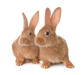 Photo of Cute bunnies isolated on white. Easter symbol
