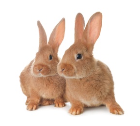 Cute bunnies isolated on white. Easter symbol