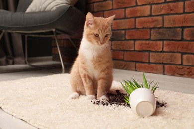 Photo of Cute ginger cat near overturned houseplant on carpet at home