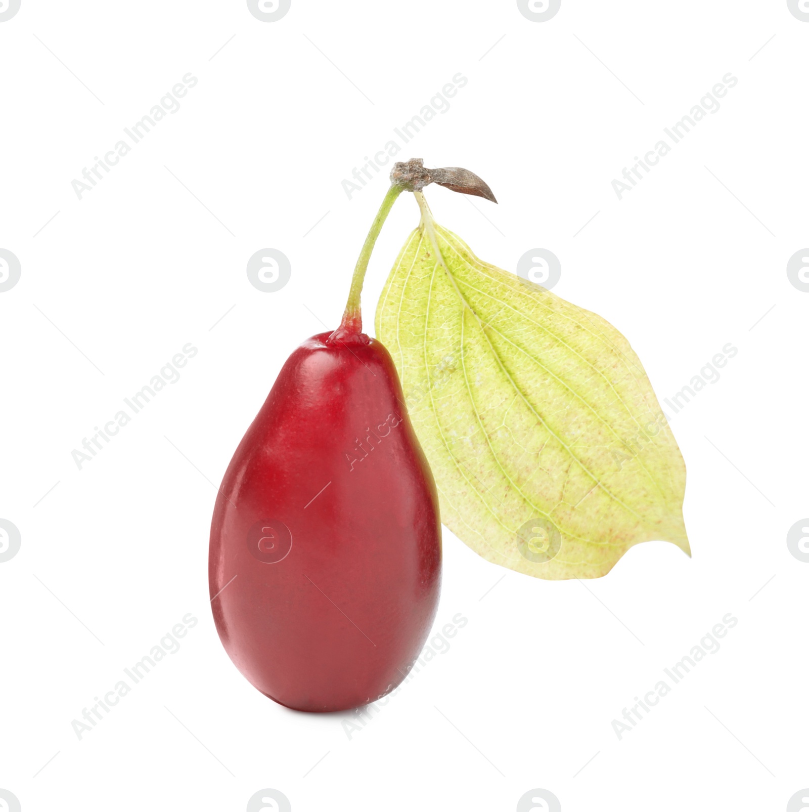 Photo of Fresh ripe dogwood berry with green leaf isolated on white