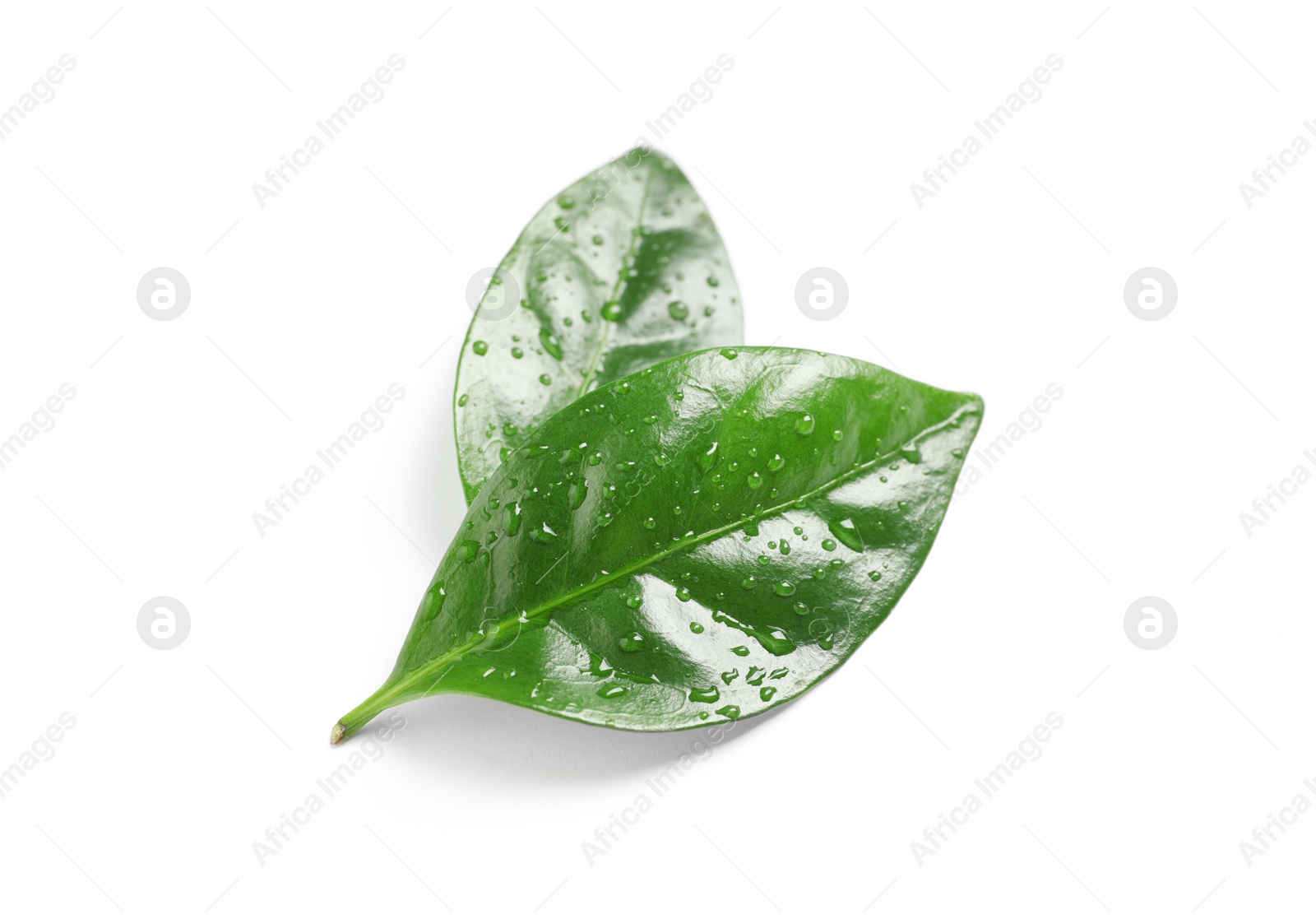 Photo of Fresh green coffee leaves with water drops isolated on white