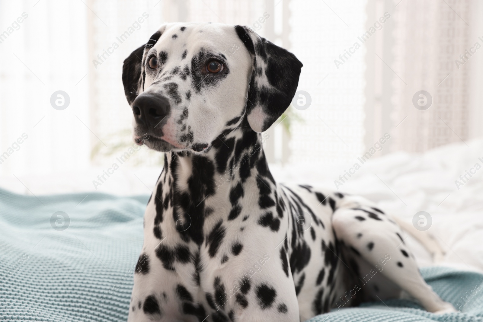 Photo of Adorable Dalmatian dog on bed in bedroom