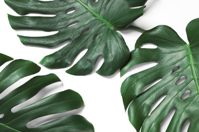 Photo of Green fresh monstera leaves on white background, top view. Tropical plant