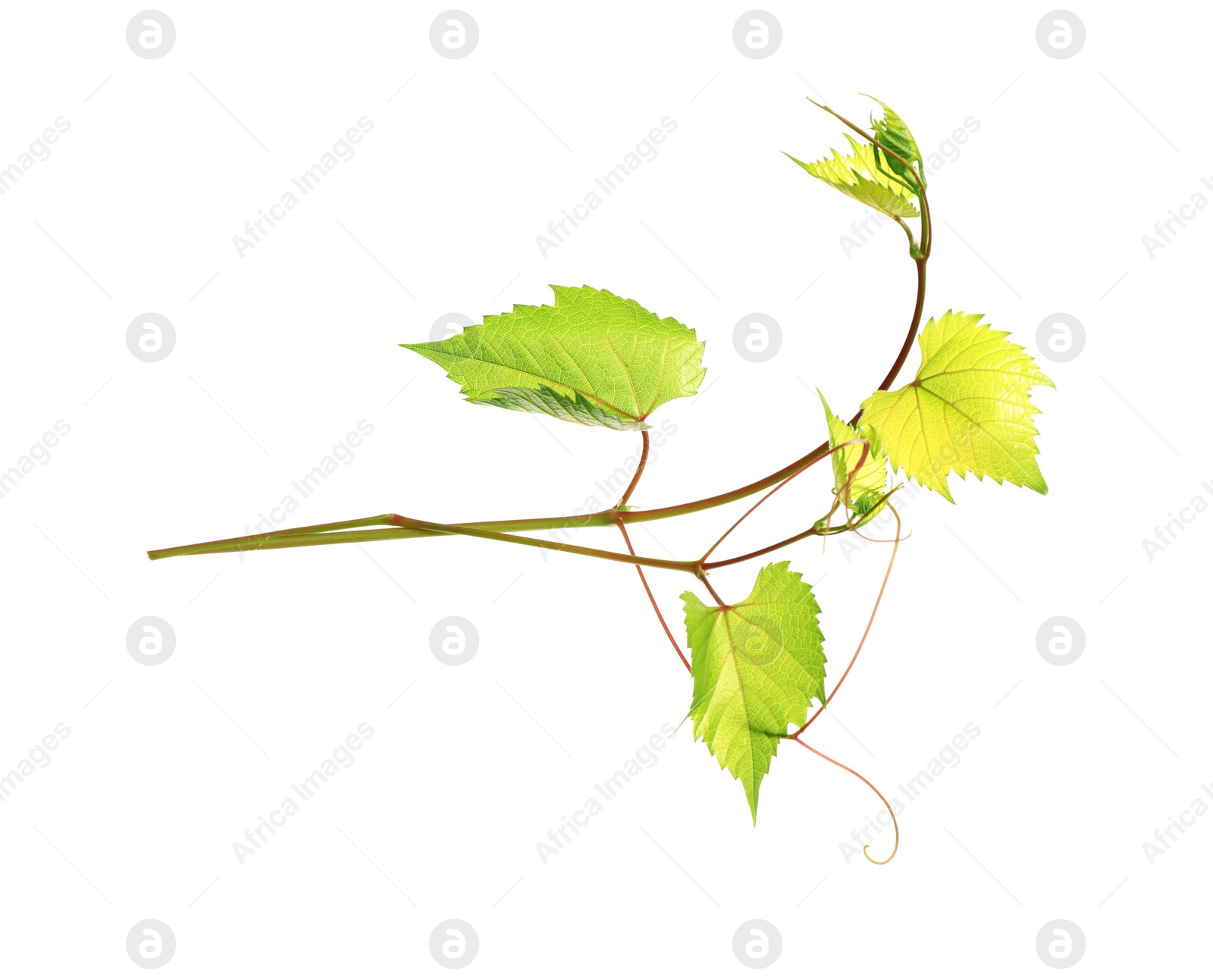 Photo of Fresh grapevine with leaves isolated on white