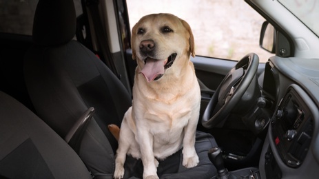 Photo of Funny Golden Labrador Retriever dog sitting in driver's seat of modern car