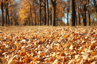 Photo of Autumn dry leaves on ground in park