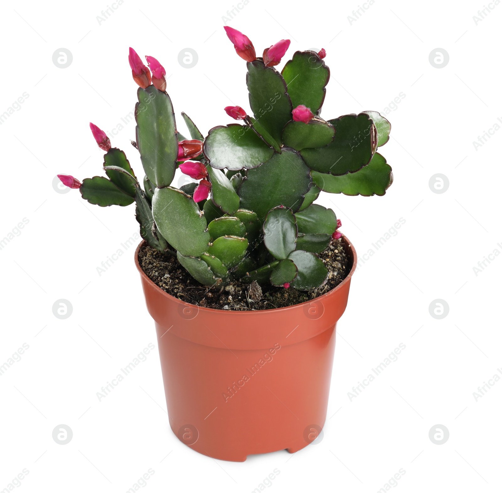 Photo of Beautiful pink Schlumbergera (Christmas or Thanksgiving cactus) isolated on white