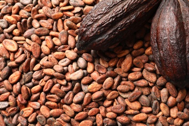 Photo of Whole cocoa pods on beans, top view with space for text