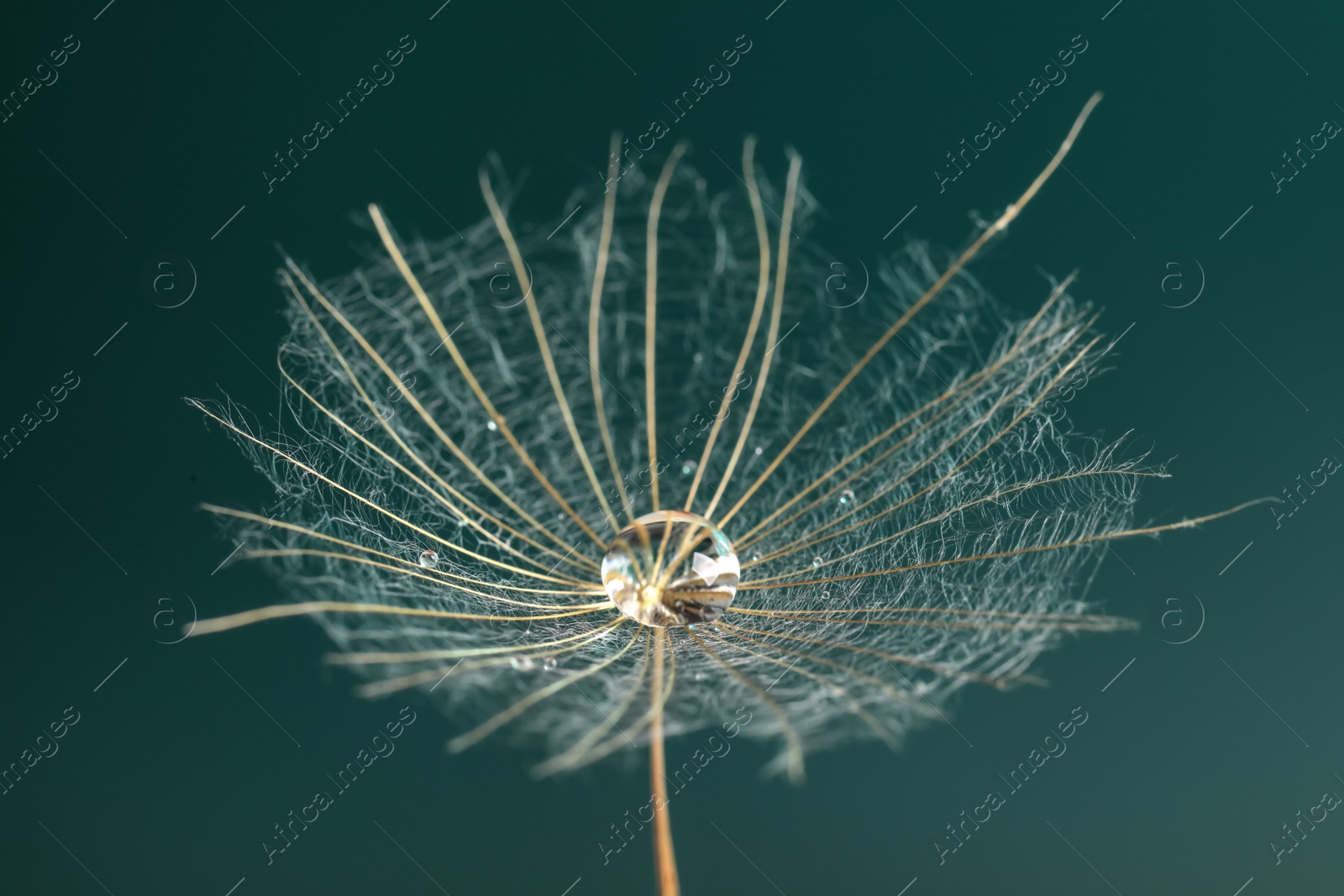 Photo of Seed of dandelion flower with water drops on dark green background, closeup