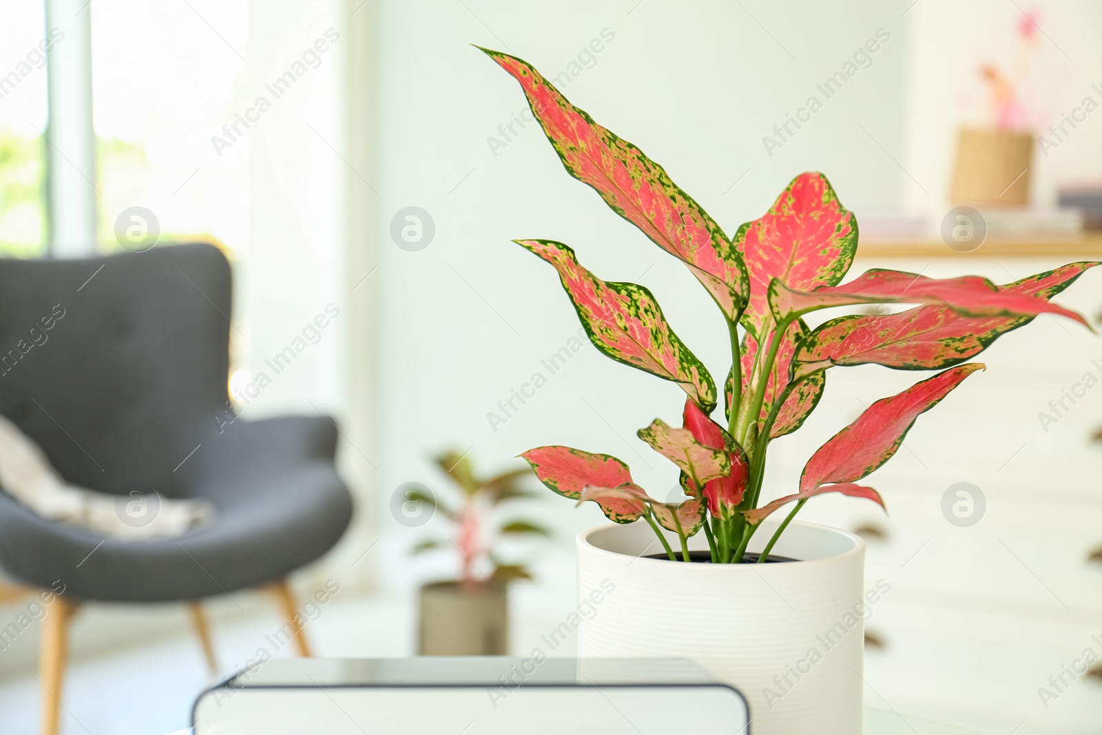 Photo of Beautiful houseplant in room, space for text