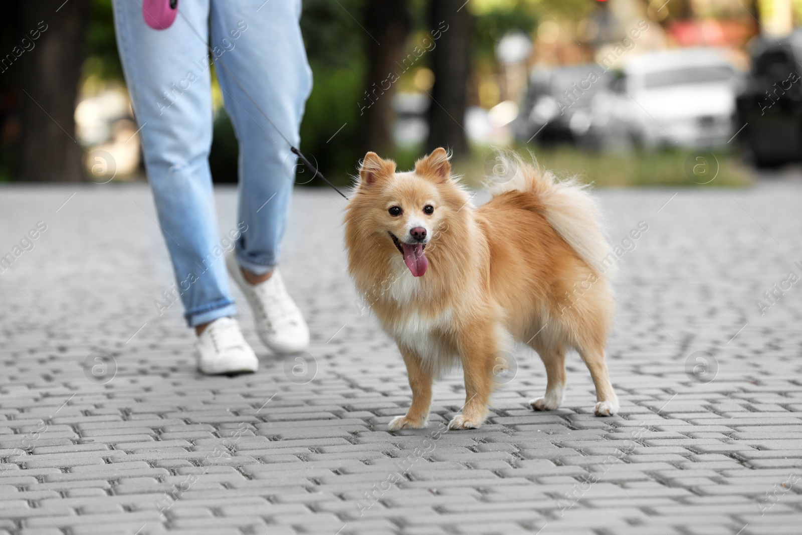 Photo of Woman with her cute dog walking on city street. closeup