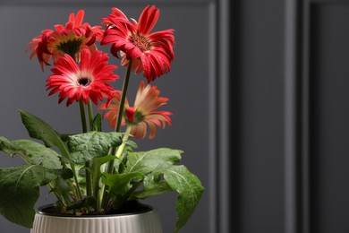 Photo of Beautiful gerbera flower in pot near grey wall, space for text