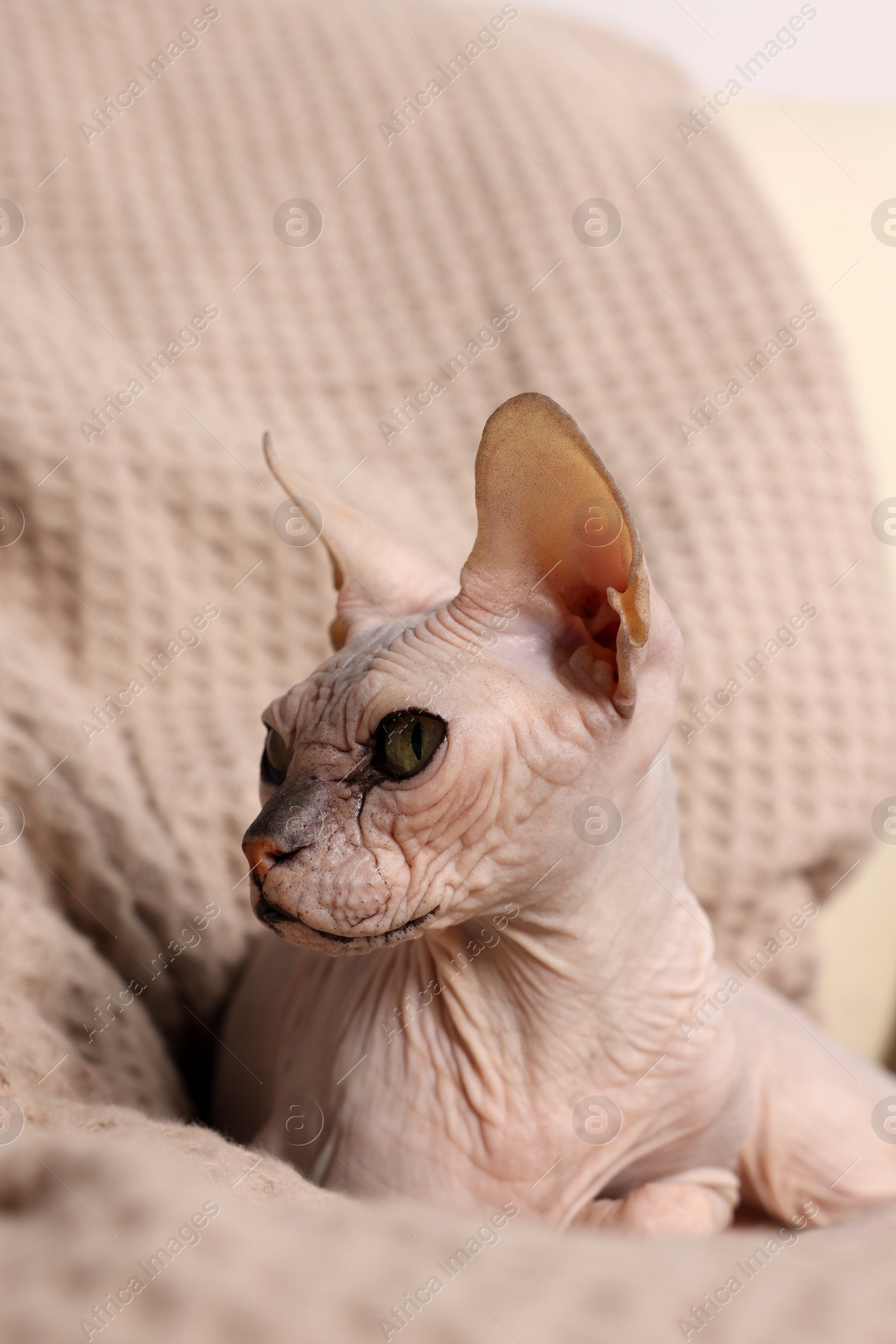 Photo of Beautiful Sphynx cat relaxing on sofa at home. Lovely pet