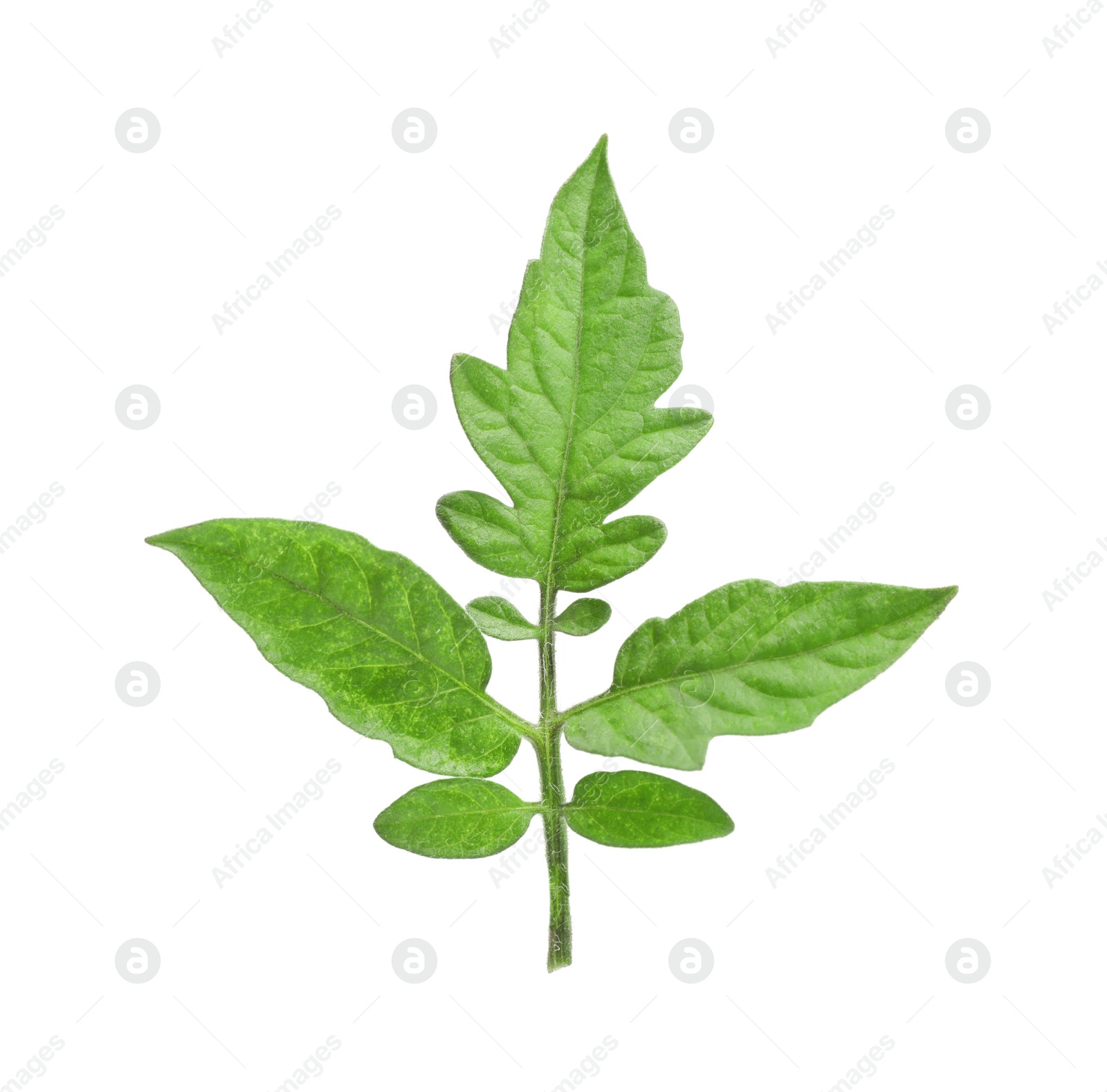 Photo of Branch of tomato plant with leaves isolated on white