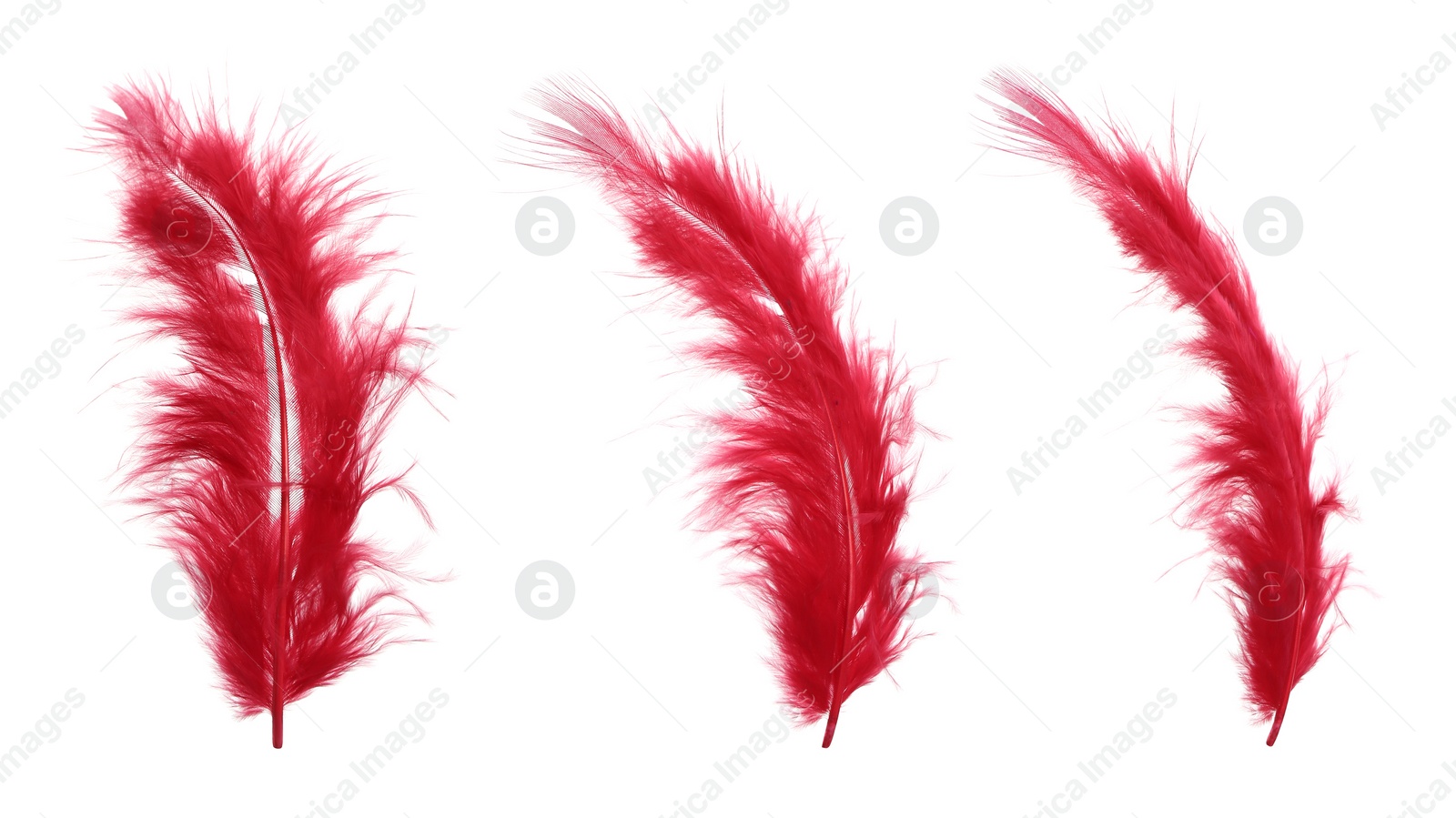 Image of Beautiful red feathers isolated on white, set