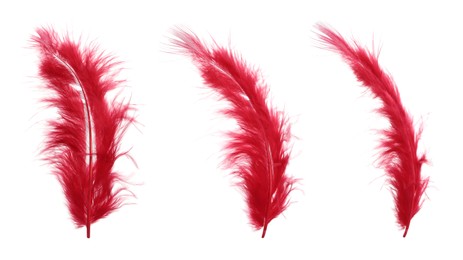 Image of Beautiful red feathers isolated on white, set