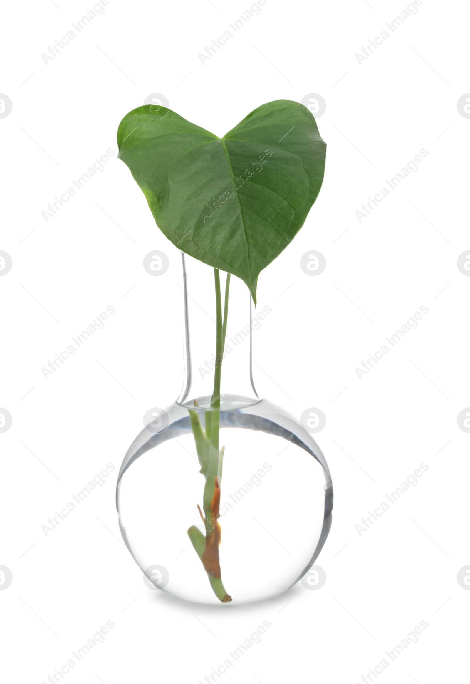 Photo of Flask with exotic plant isolated on white. Organic chemistry