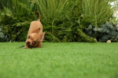 Photo of Cute Chihuahua puppy playing with leaf on green grass outdoors. Baby animal