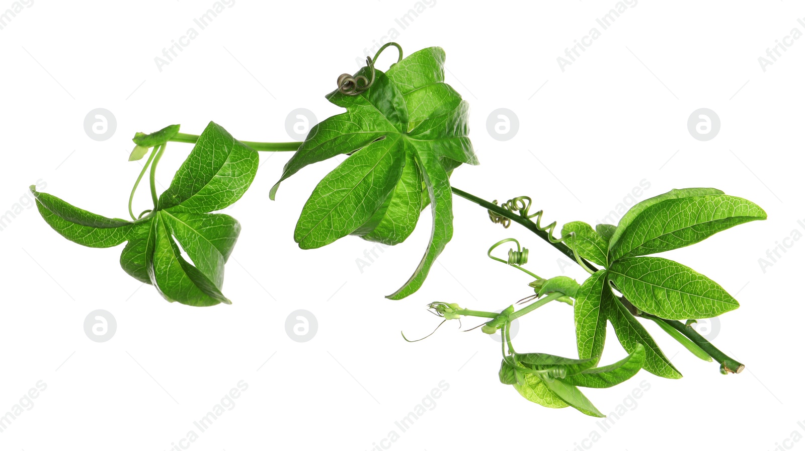 Photo of Branch of passion fruit plant (Passiflora) isolated on white