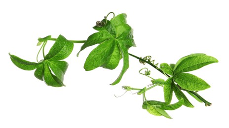 Branch of passion fruit plant (Passiflora) isolated on white