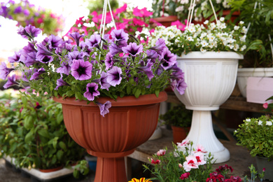 Beautiful flowers in plant pots on display outdoors