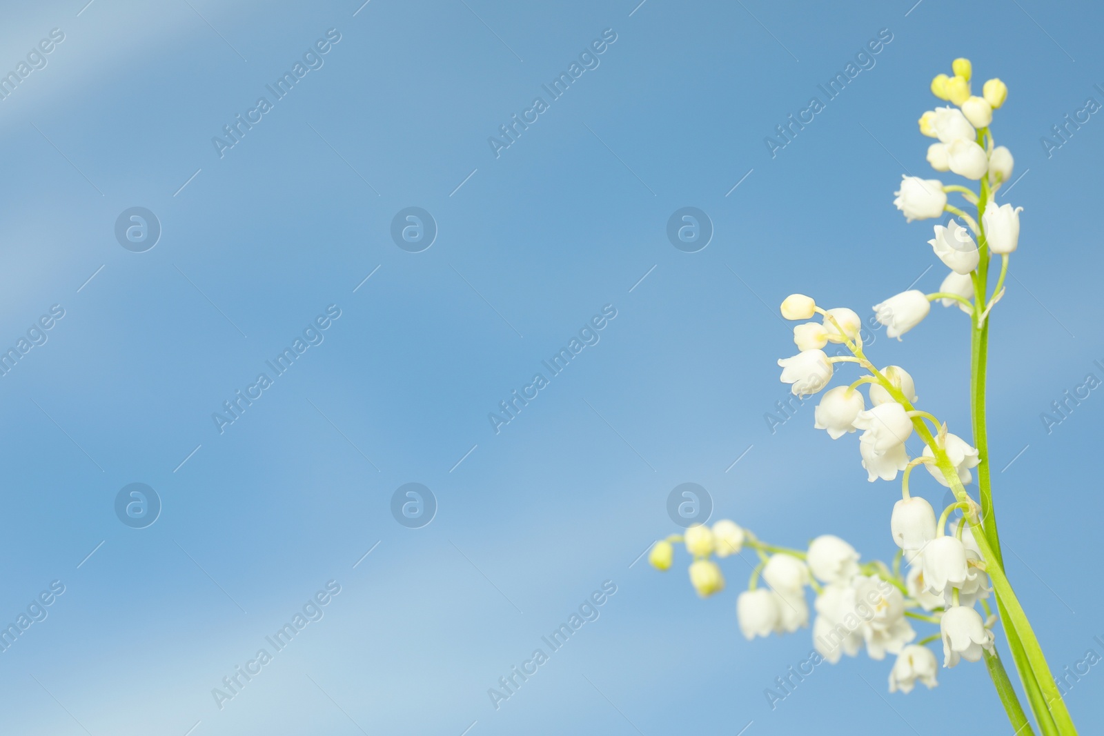 Photo of Beautiful lily of the valley flowers against blue sky, closeup. Space for text
