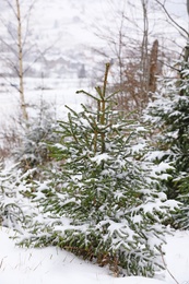 Photo of Beautiful view of fir tree covered with snow outdoors. Winter landscape