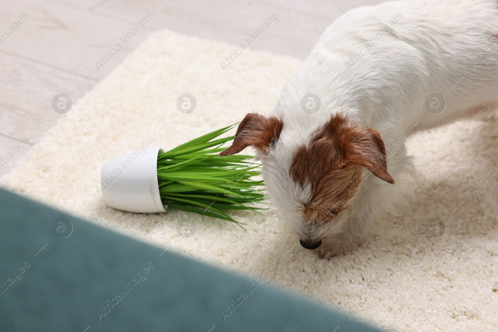 Photo of Cute dog near overturned houseplant on rug indoors