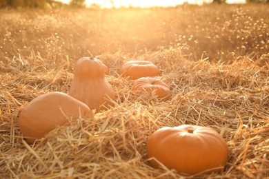 Ripe orange pumpkins among straw in field