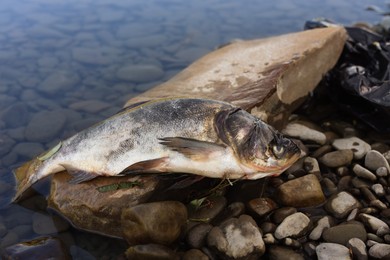 Photo of Dead fish on stone near river. Environmental pollution concept
