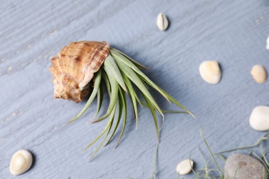 Photo of Beautiful tillandsia plant in seashell on light grey wooden table. House decor