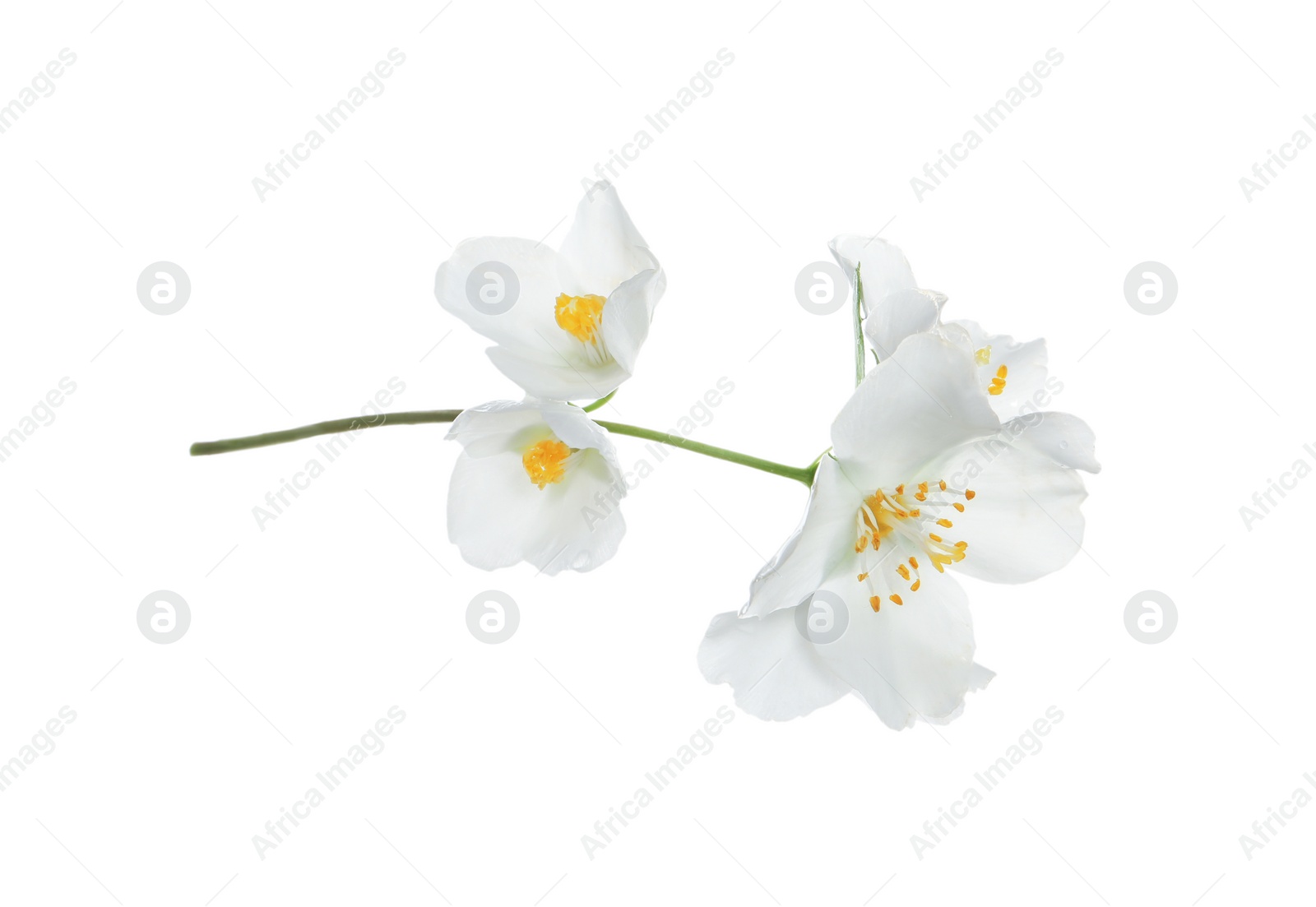 Photo of Beautiful flowers of jasmine plant isolated on white